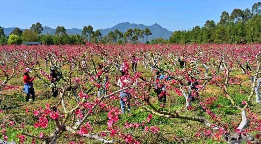 蕉岭这个村的万株桃花竞相绽放_山庄_钟明雄_游客