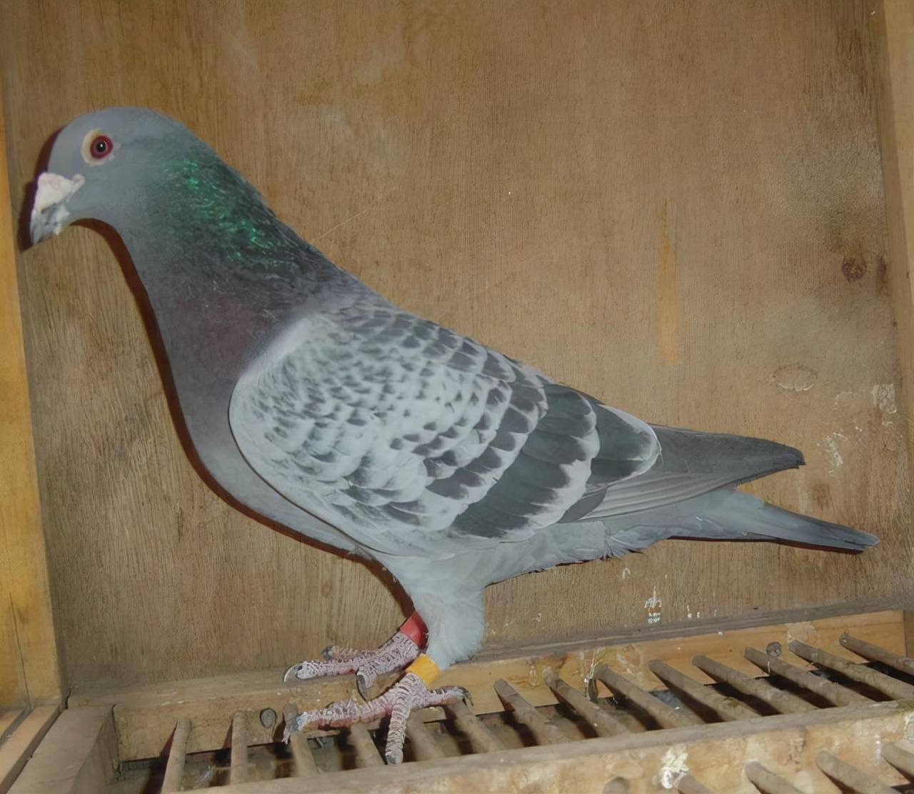 这些做法可以增加你遇到天落鸟的概率_鸽子_训练_幼鸽