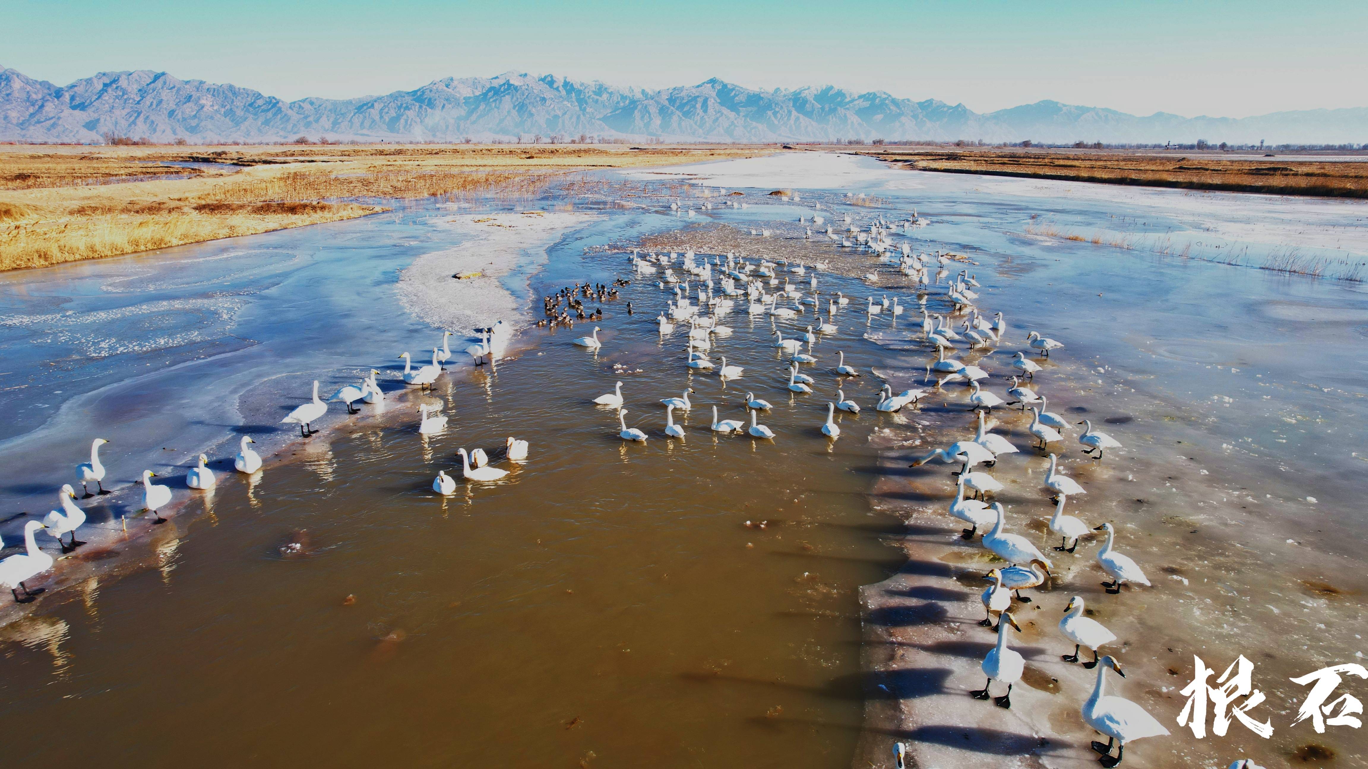 一只天鹅的迁徙丨平平的视角里天鹅迁徙是什么样的