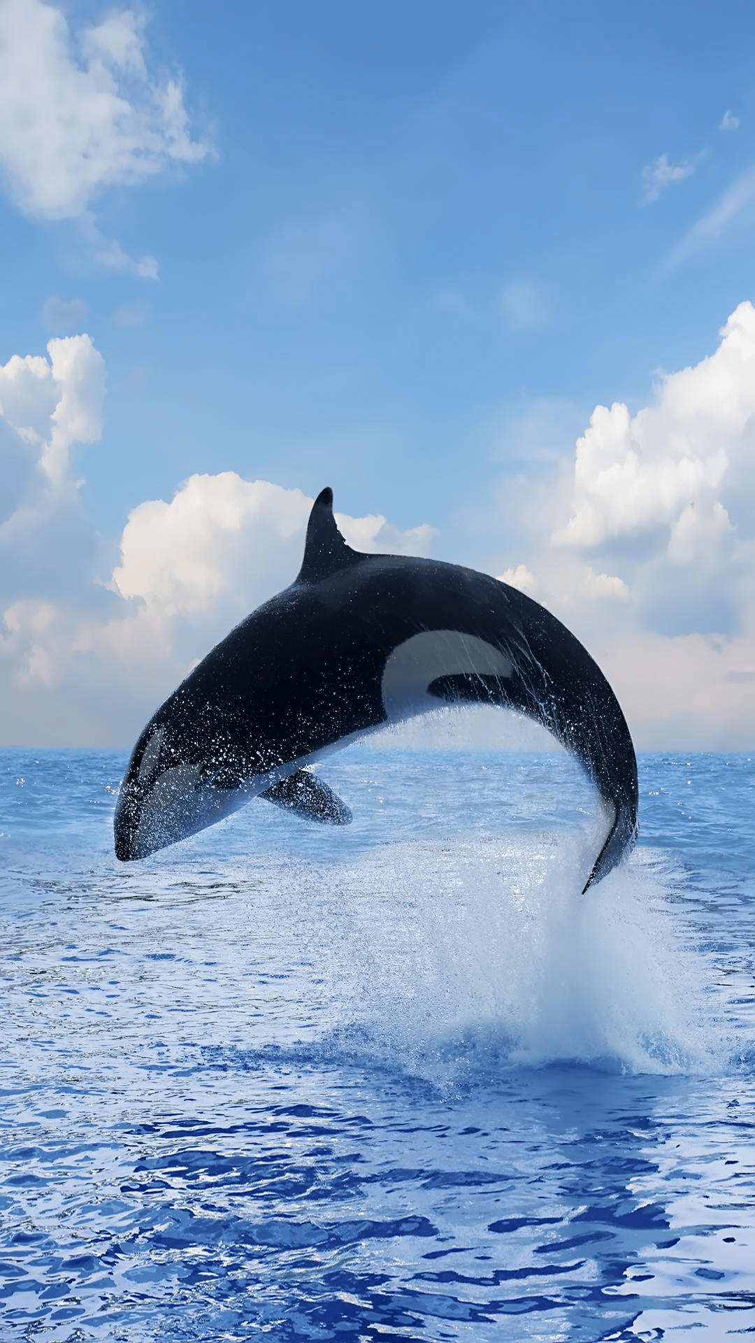 打卡丨动物25鲸鱼的绘制