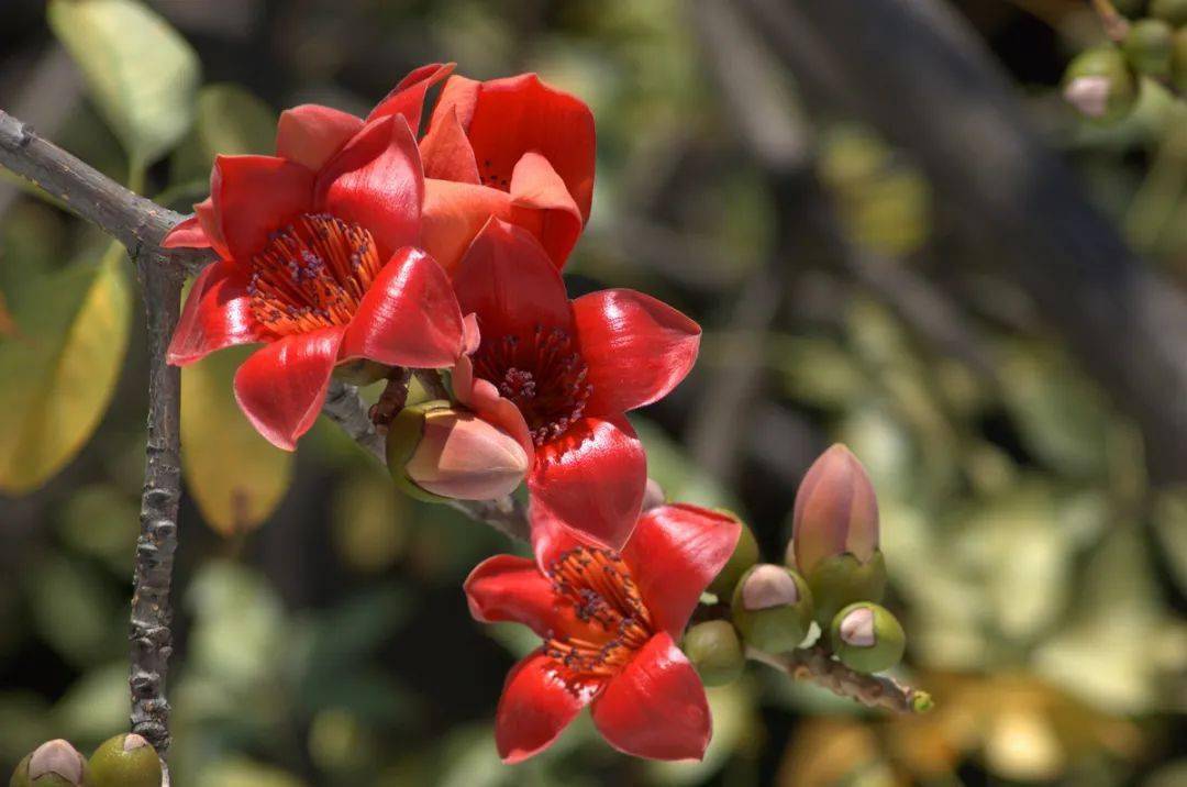 许尤佳育儿堂 又到木棉花开时 3碗儿童木棉汤 清热又祛湿 千万别错过 孩子 功效 家长