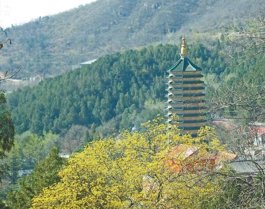 虎头山舍利塔虎峪风光虎峰叠翠阳春三月万树杏花竞放"虎峰叠翠"是"