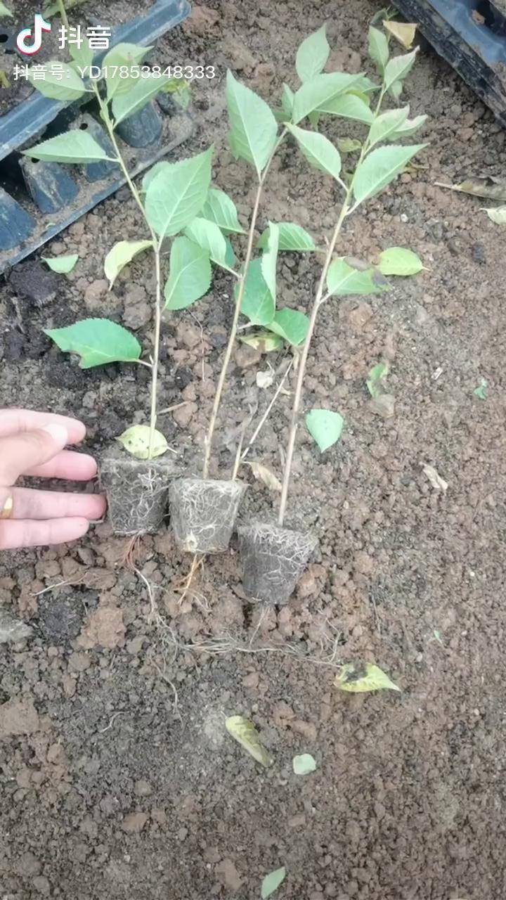 吉塞拉六号砧木抖音助农三农吉塞拉六号吉塞拉12号砧木
