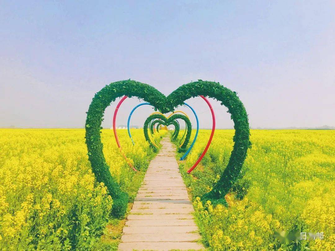 高邮湖上花海今日开园啦通过今日高邮app可实现云赏花