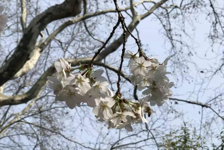 视频鲁迅公园樱花开放量已达70一起云赏花吧