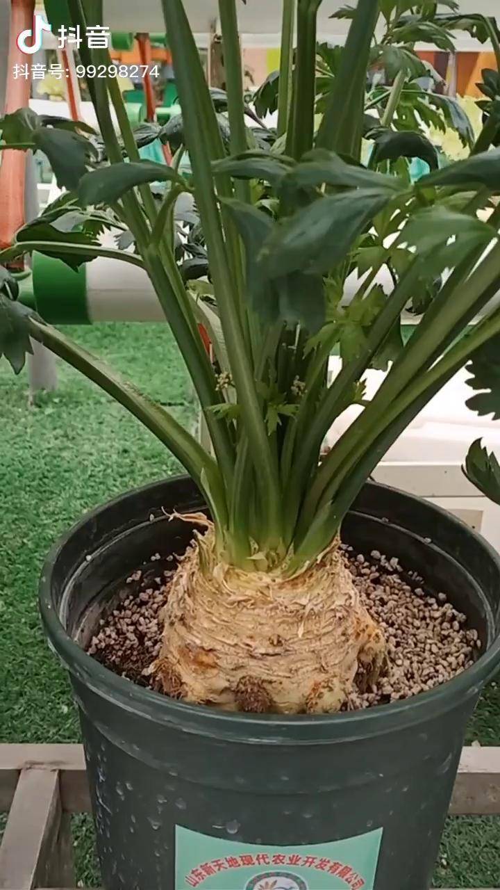 抖音三农采收季劈着吃的芹菜花盆里种几棵一年不缺芹菜吃