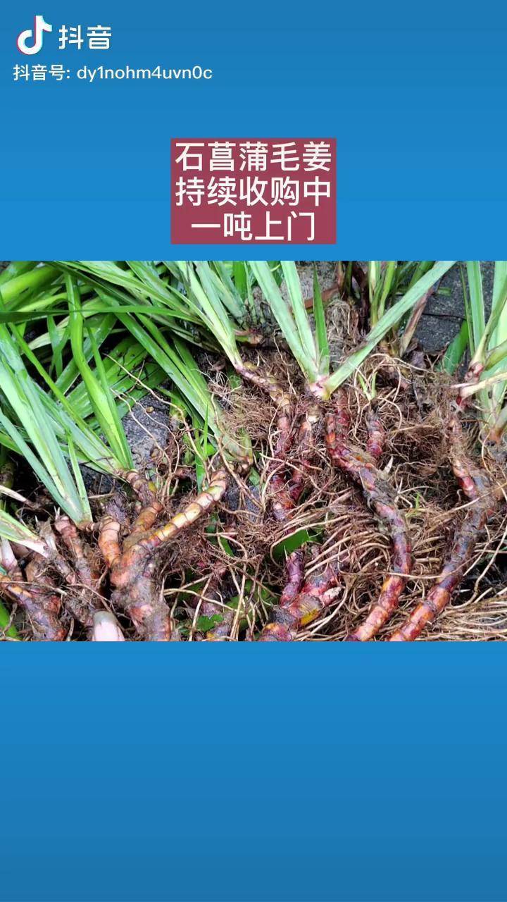 石菖蒲骨碎补常规收购中云贵川湖南广西都可以一吨上门中药材农产品抖