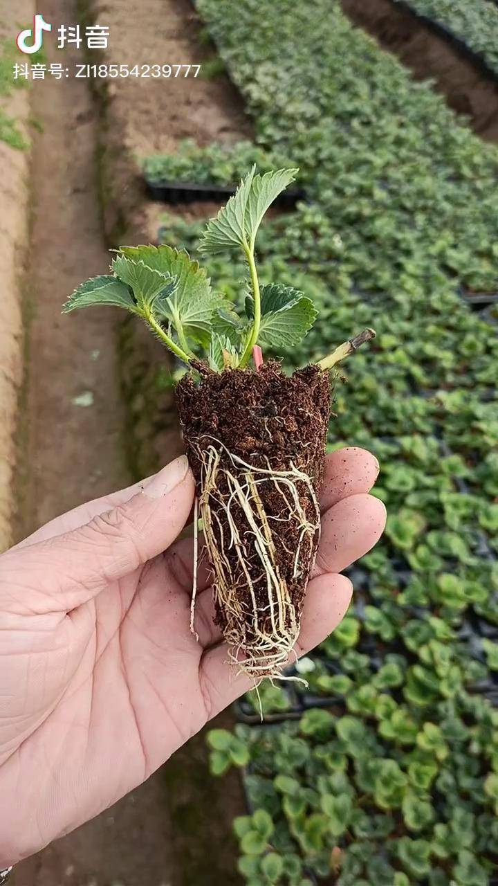 隋珠草莓苗又名香野草莓苗种苗基地口感好产量高早熟草莓品种草莓苗