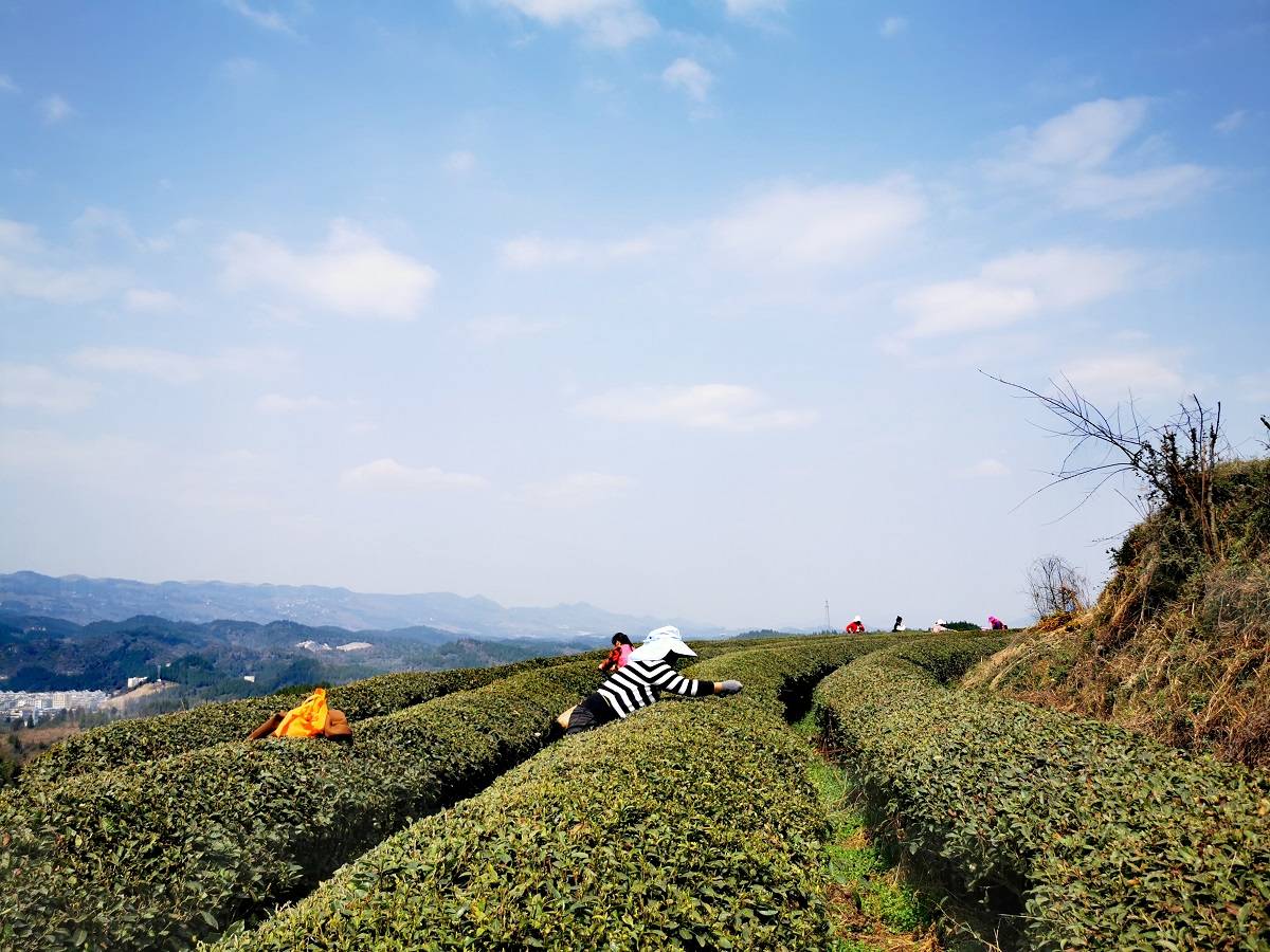 石阡30余万亩茶园迎来采摘期