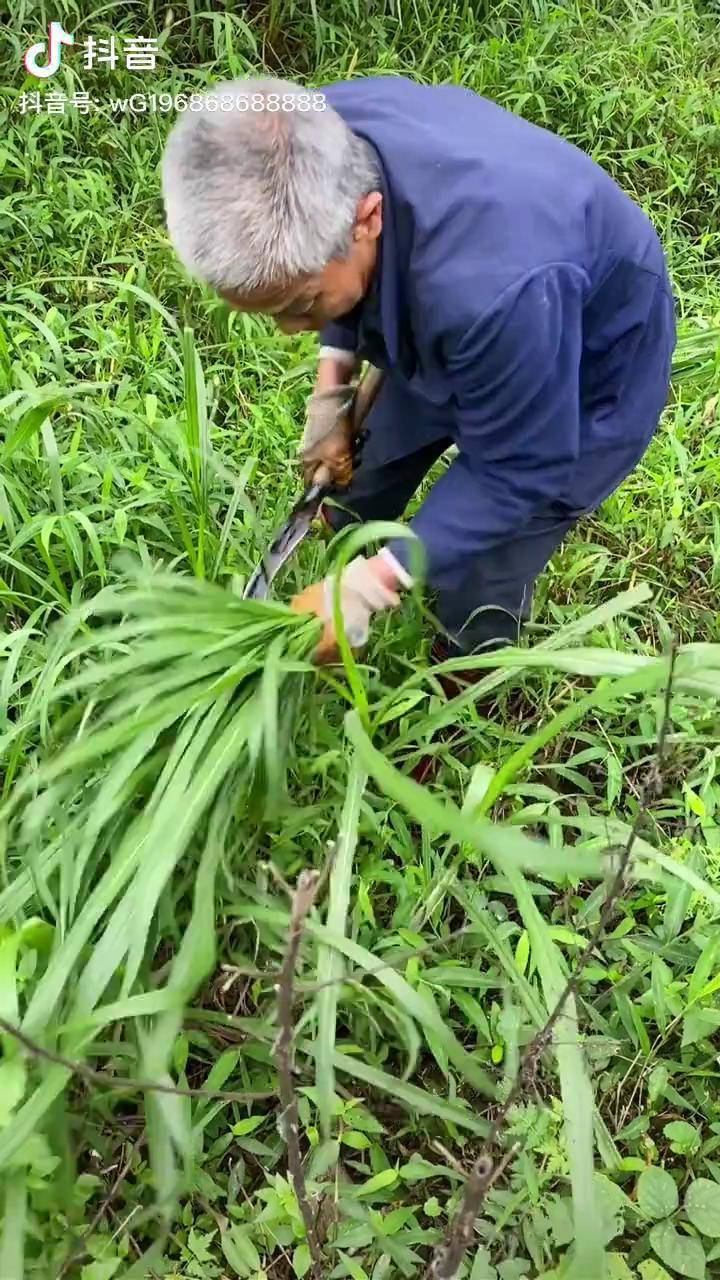 大山里老爷爷图片