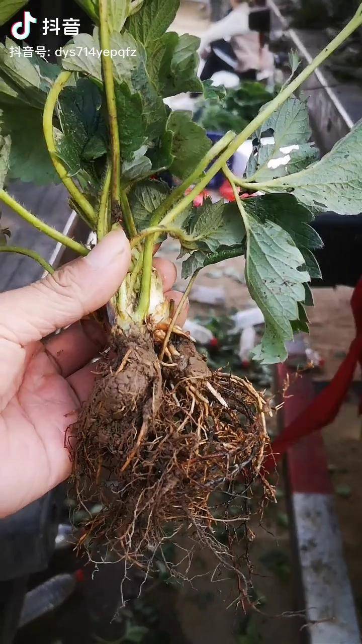 红颜草莓苗根系发达苗木粗壮移栽成活好