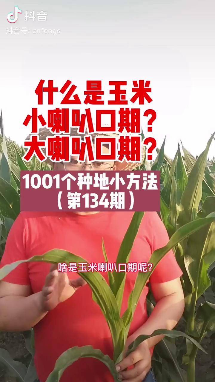 玉米大喇叭口期是几叶图片