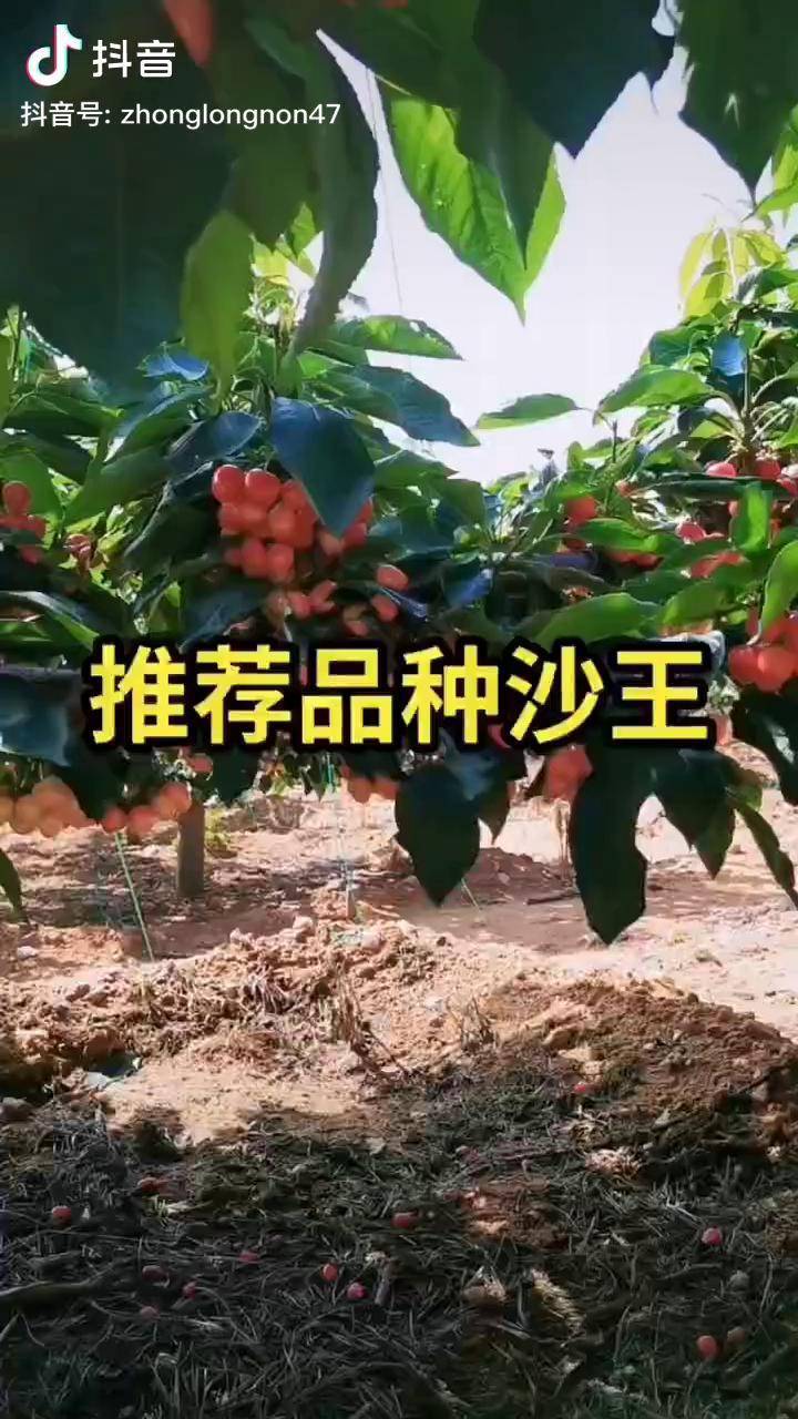 沙王大樱桃需冷量图片