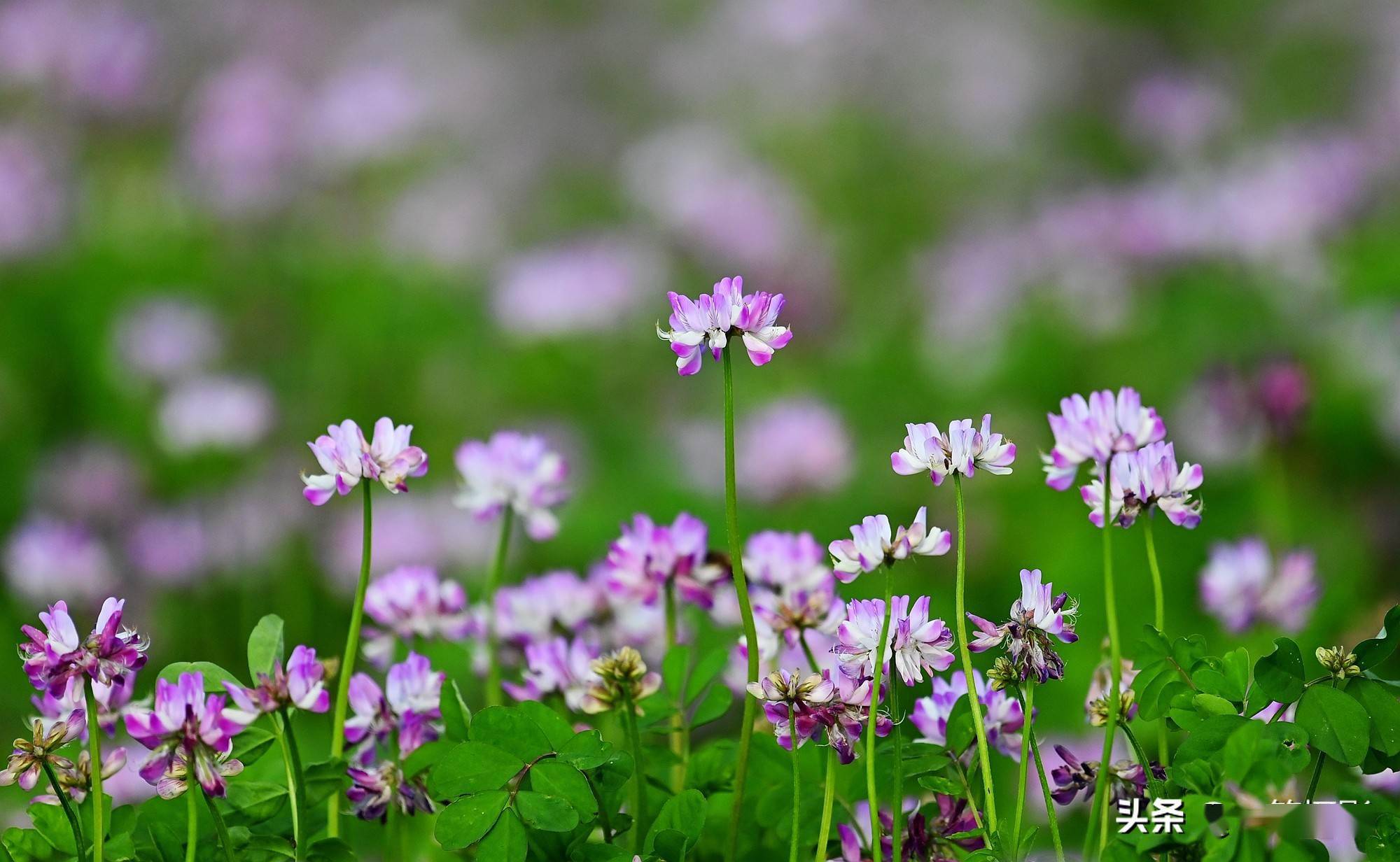 儿时美好的记忆紫云英花满田野