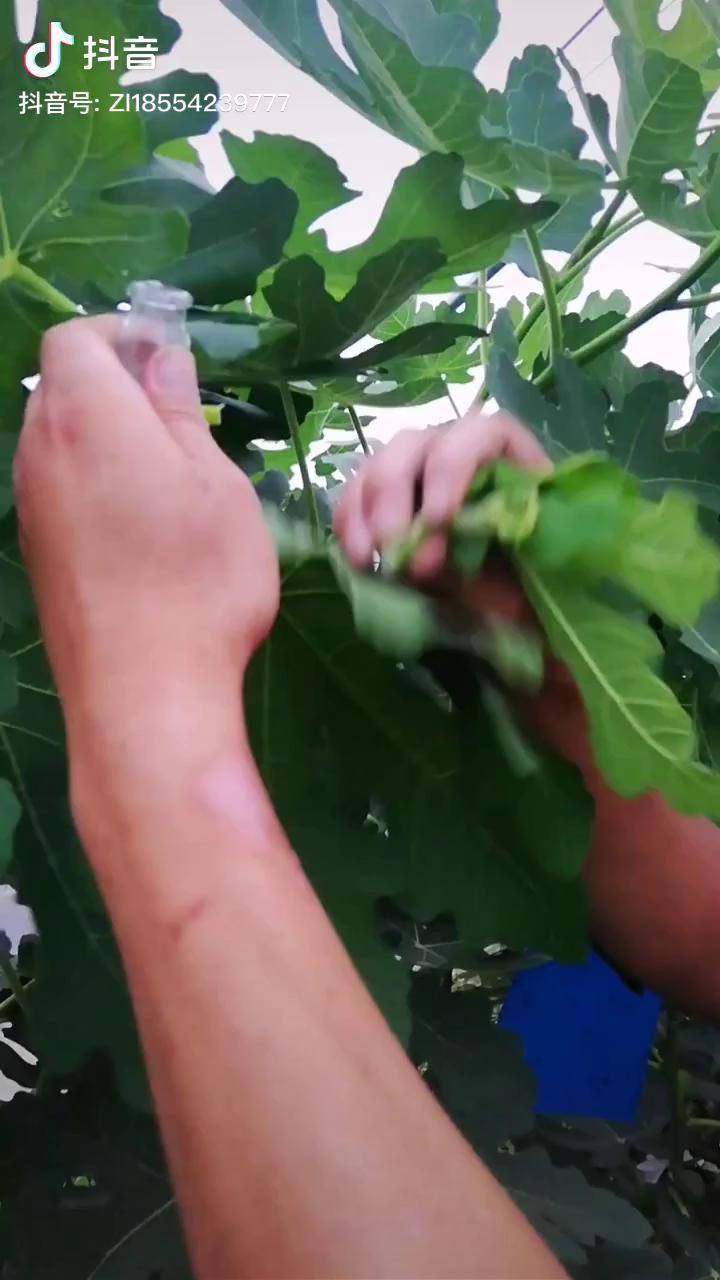 無花果苗渾身是寶無花果汁液對肉猴痔瘡白癜風等皮膚病有很好的治療