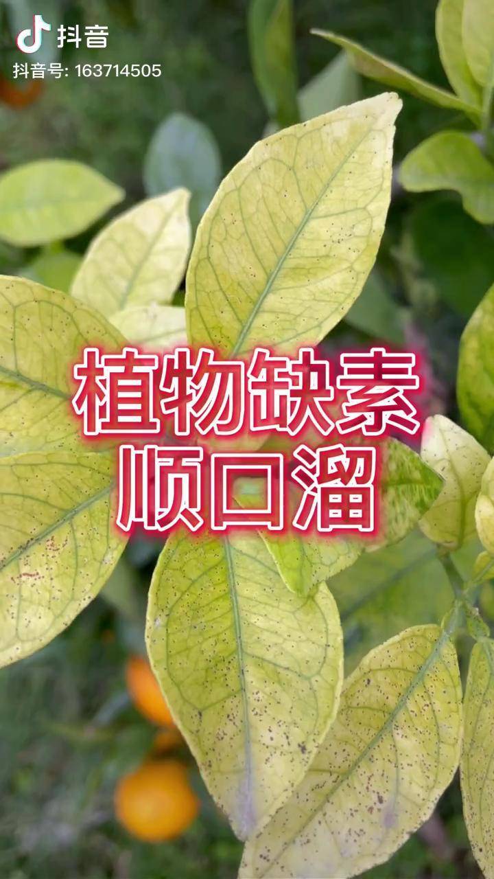 植物缺素表現都很多記得定期補充中微量元素漲知識農業種植技術農業