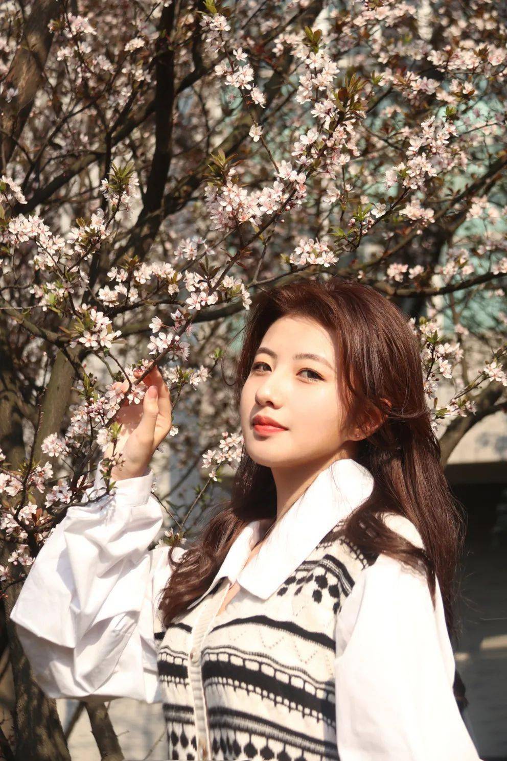 李 疏枝密蕾遍流霞枝头满是赭红色的新叶紫叶李的花瓣纷纷扬扬属性