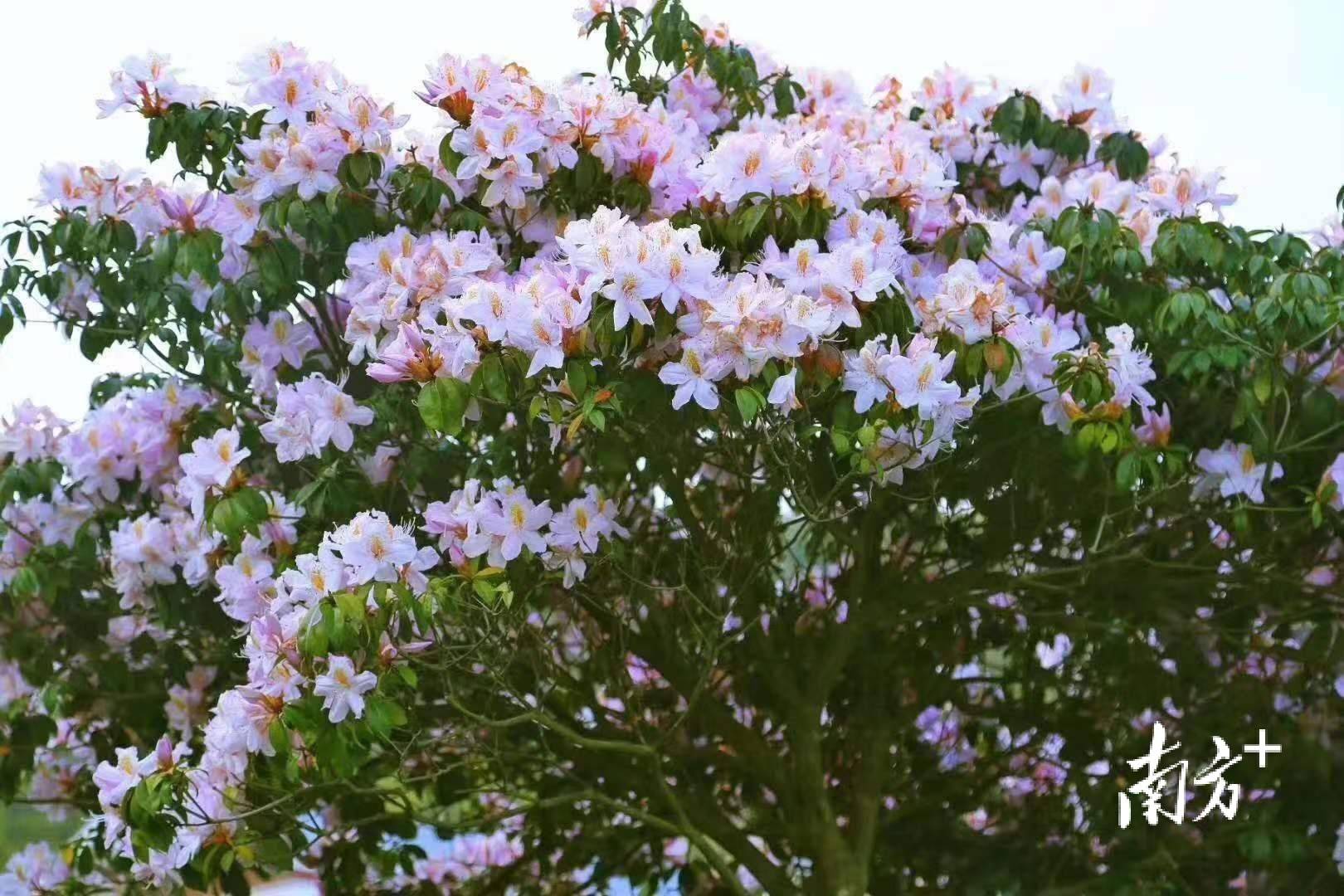 花开时节想见你梅州丰顺韩山第七届鹃花节暨徒步节与你有约
