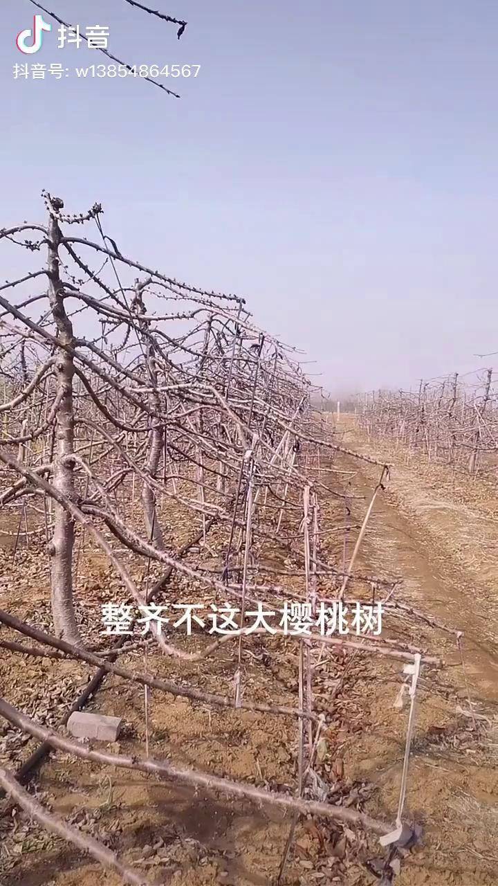 大樱桃树自由纺锤形种植模式 大樱桃苗 樱桃树苗基地