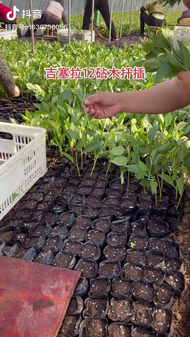 吉塞拉12号砧木苗扦插中40天后出苗就可移栽大田吉塞拉矮化樱桃苗