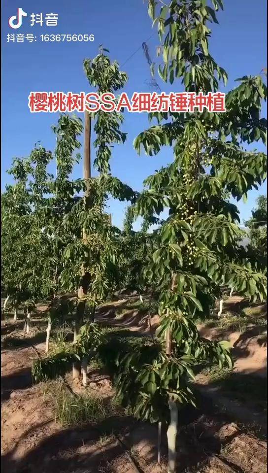 樱桃树ssa细纺锤模式种植株距1米行距3米早丰产好管理果实品质好樱桃