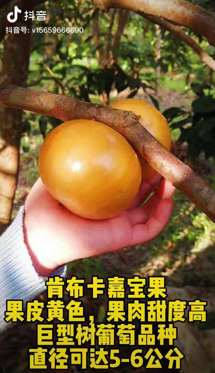 肯布卡嘉宝果种植技术图片