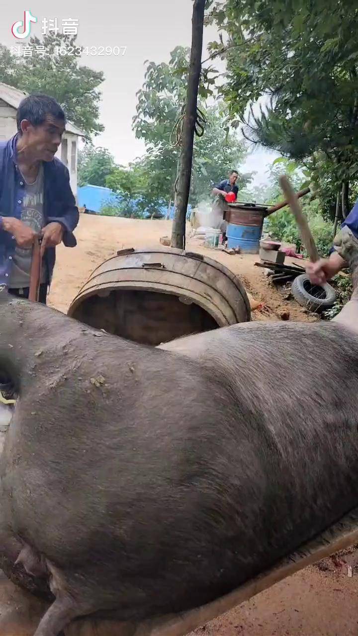 杀猪用打气筒给猪打气图片