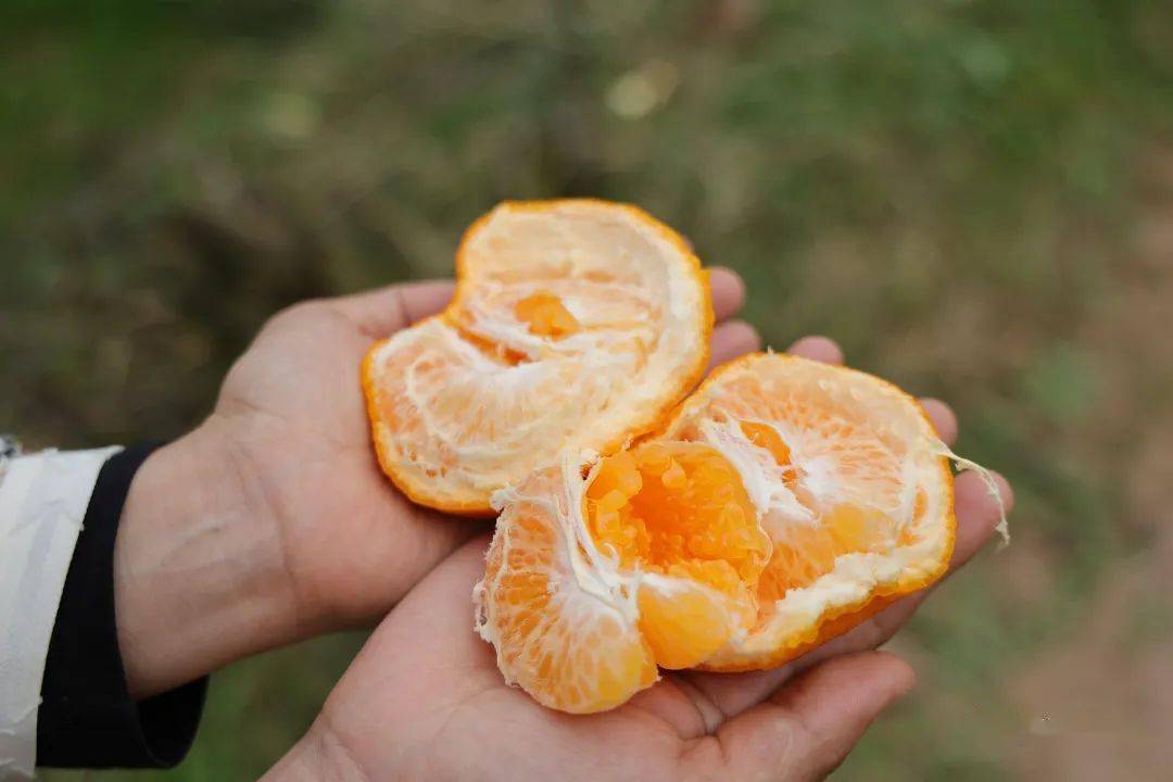 今年春见行情预测(金乡大蒜今日价格行情)