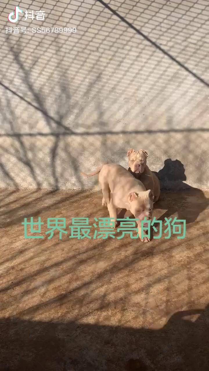 蓝三色恶霸犬图片图片