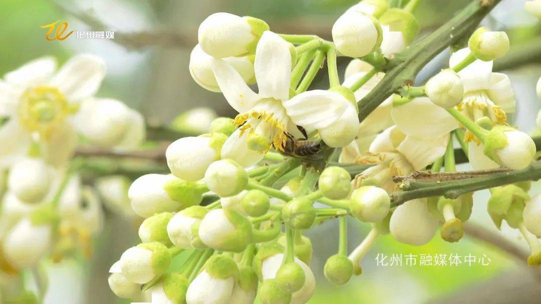 橘香万里追花逐蜜 小蜜蜂 酿就甜蜜 大事业 种植 授粉 仔下