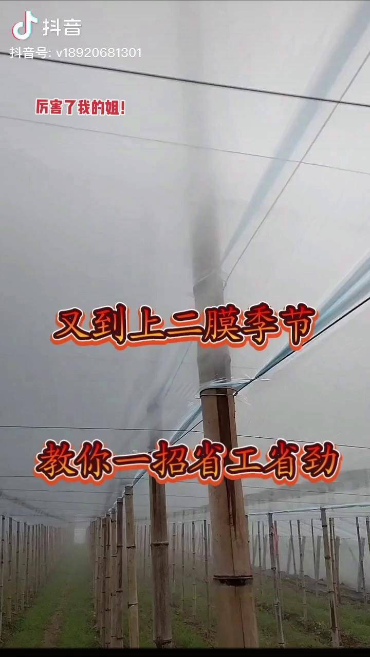 又到了上二膜季節了教你一招生工省勁溫室大棚安裝設計種植棚插地棚