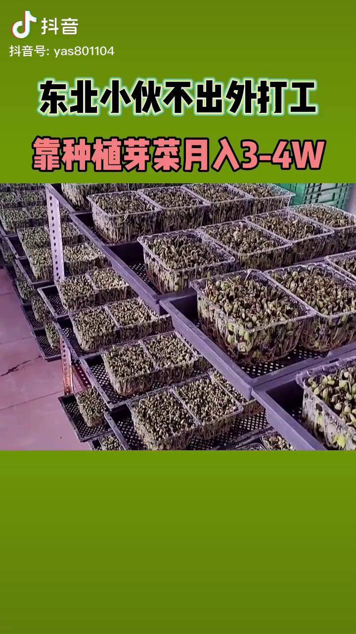 水培蔬菜花生芽香椿苗黑豆苗松柳苗無土栽培技術勵志創業