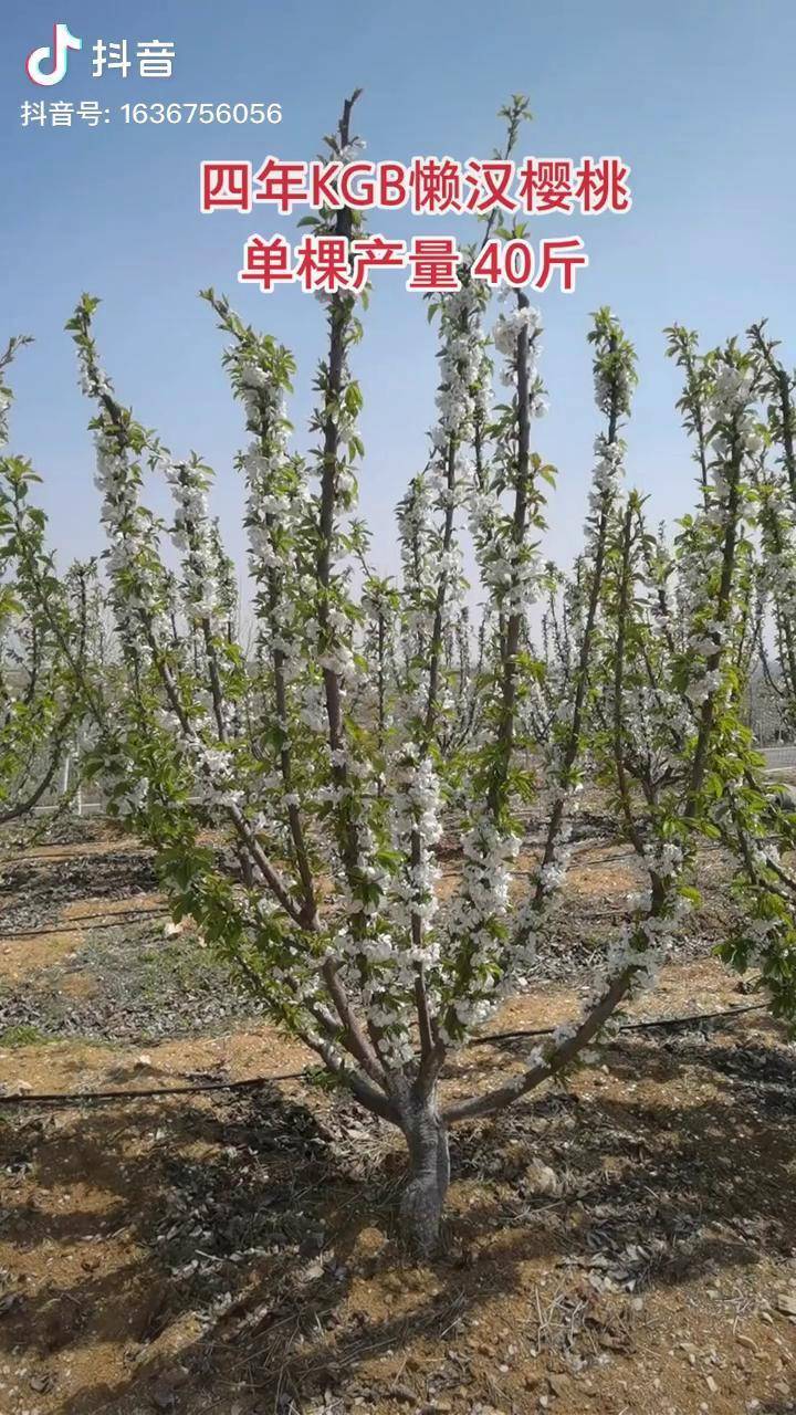 不用拉枝的懒汉树型,4年单棵产量40斤矮化樱桃苗 kgb樱桃树 樱桃树