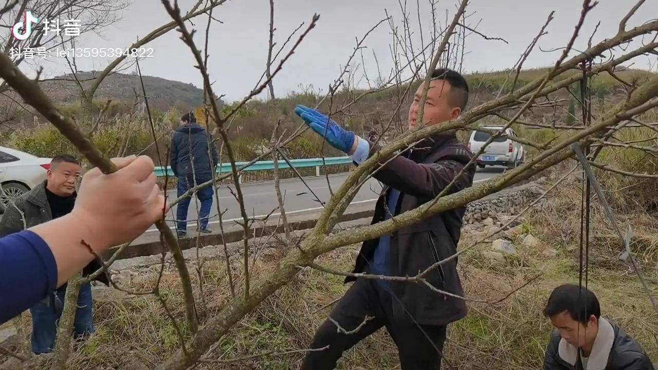 蜂糖李修剪(六)三农果树修剪 你好2022_修剪_果树