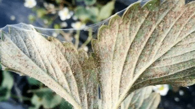 草莓红蜘蛛白粉病:目前,白粉病抗药性越来越强,应以预防为主.