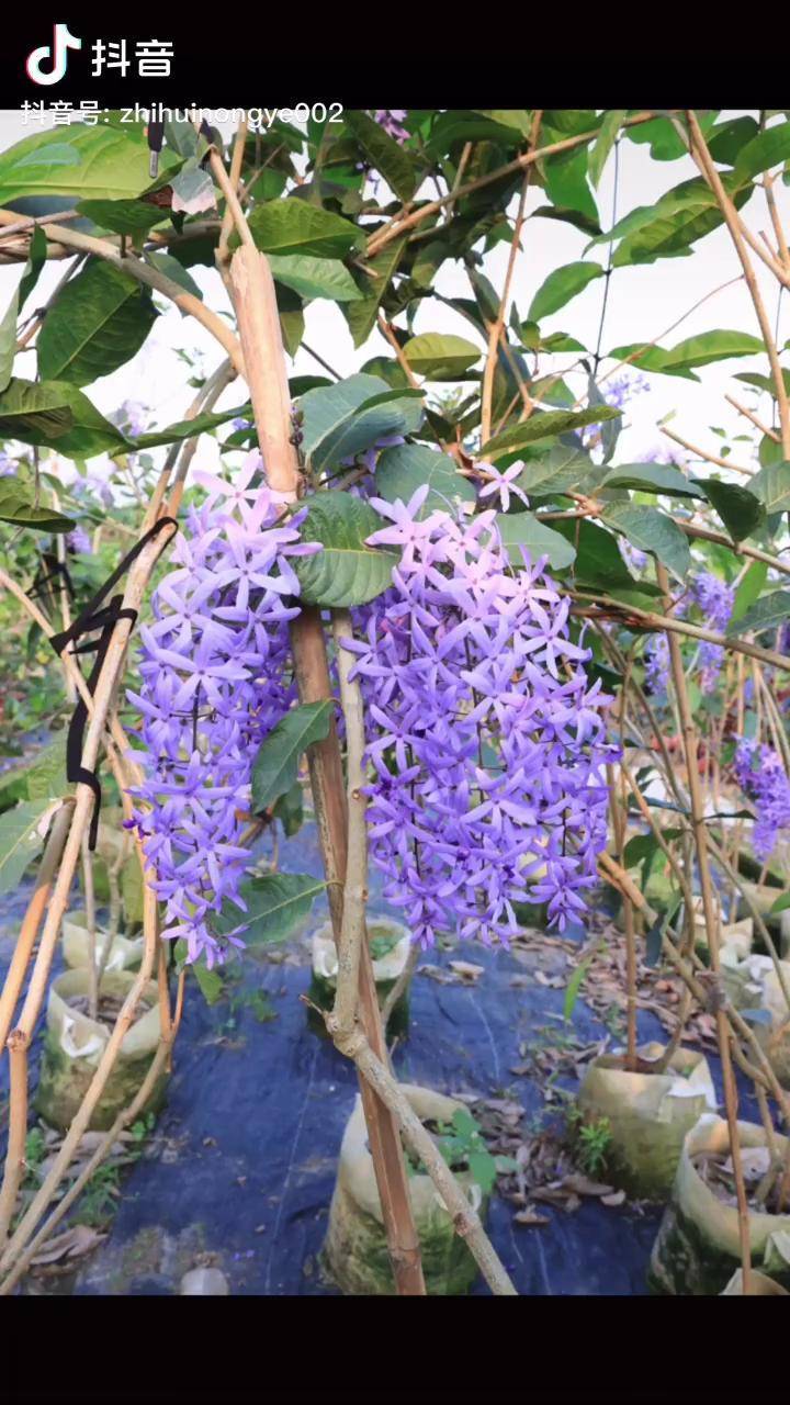 自带仙气蓝花藤!_自带