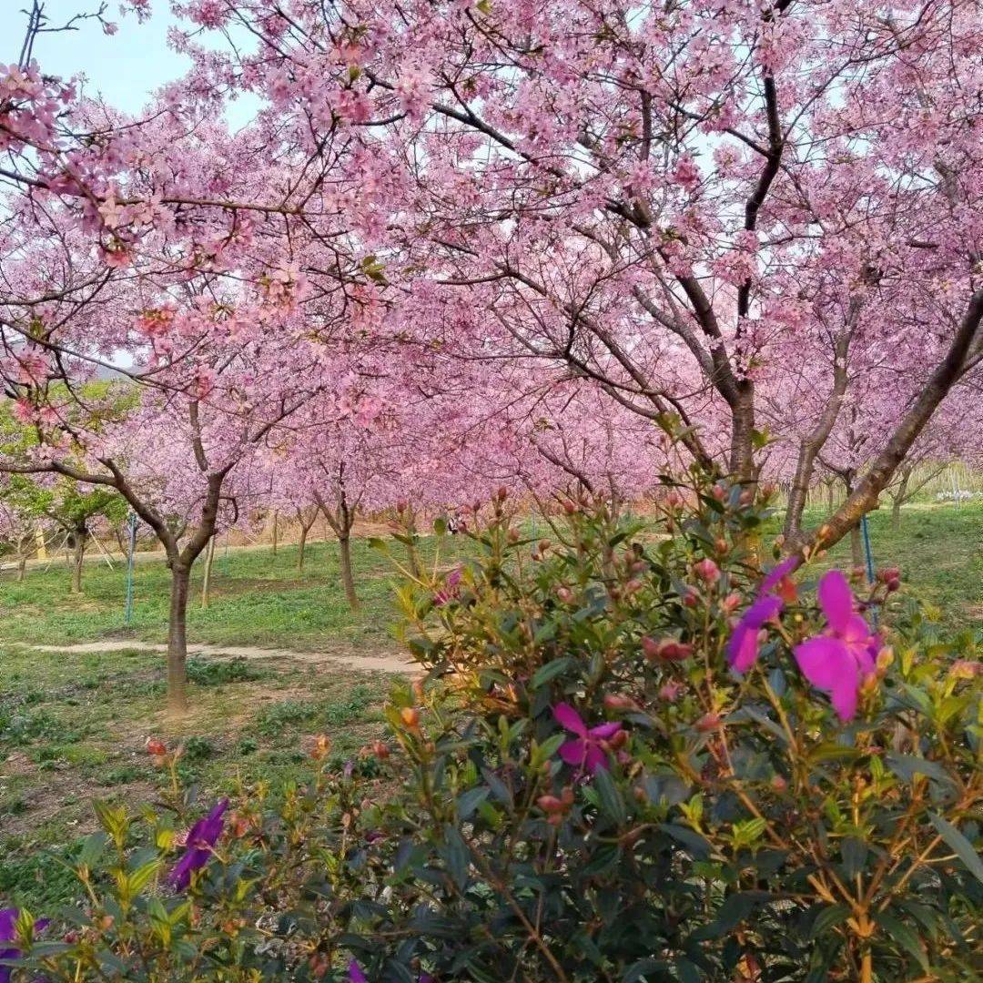 作家美文 | 花的愿望（二首）陈泰才_作品_中国_平台