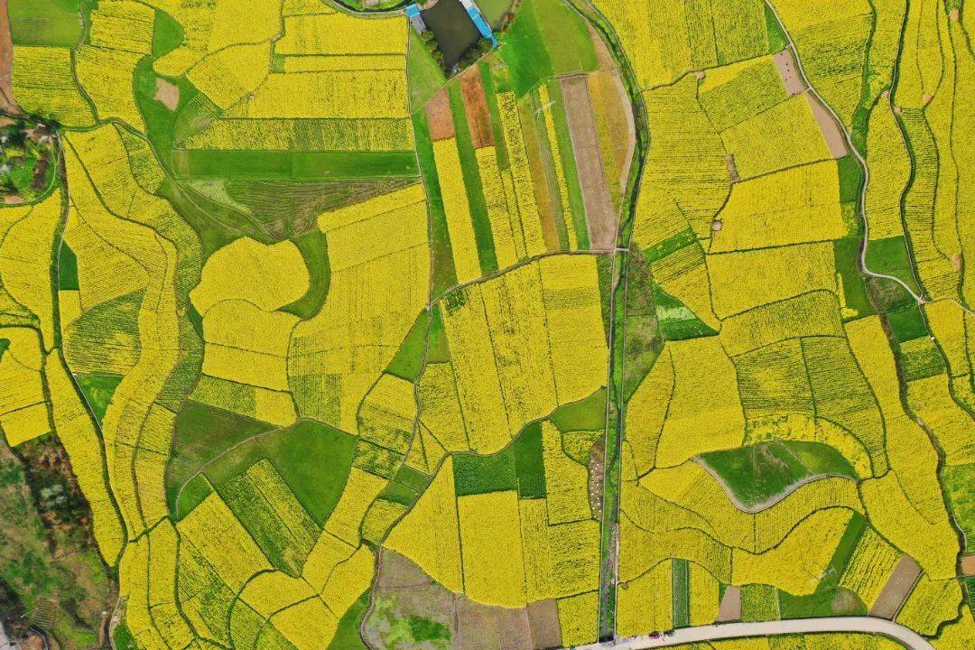 满园金色关不住~~~_油菜花_花海中_游客