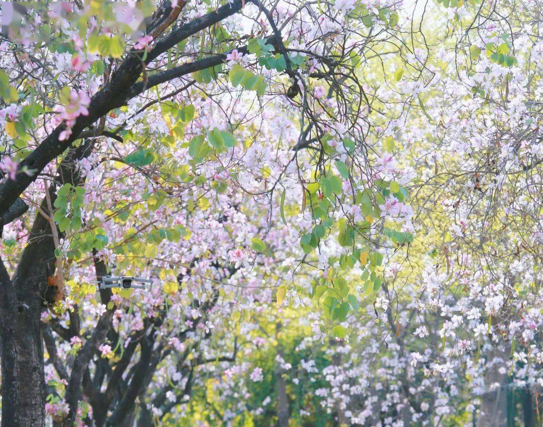 可以在家中栽种宫粉紫荆寓意家庭和睦也可将它送给他人以表祝福"位置