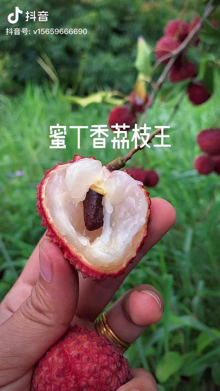 蜜丁香荔枝个头大口感软糯香甜一口下去全是肉很好吃的品种无核或者小