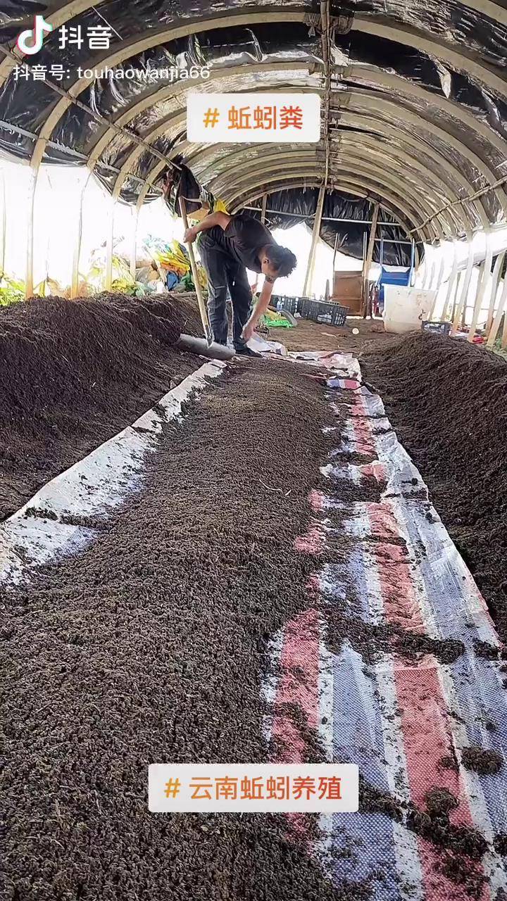 還是養殖賺不賺錢都是看自己的管理管理跟不上混吃等死雲南蚯蚓養殖