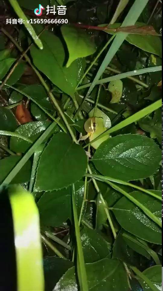 现在,我周围有五六种蛙在叫:中国雨蛙,斑腿泛树蛙,花狭口蛙,沼水蛙,黑