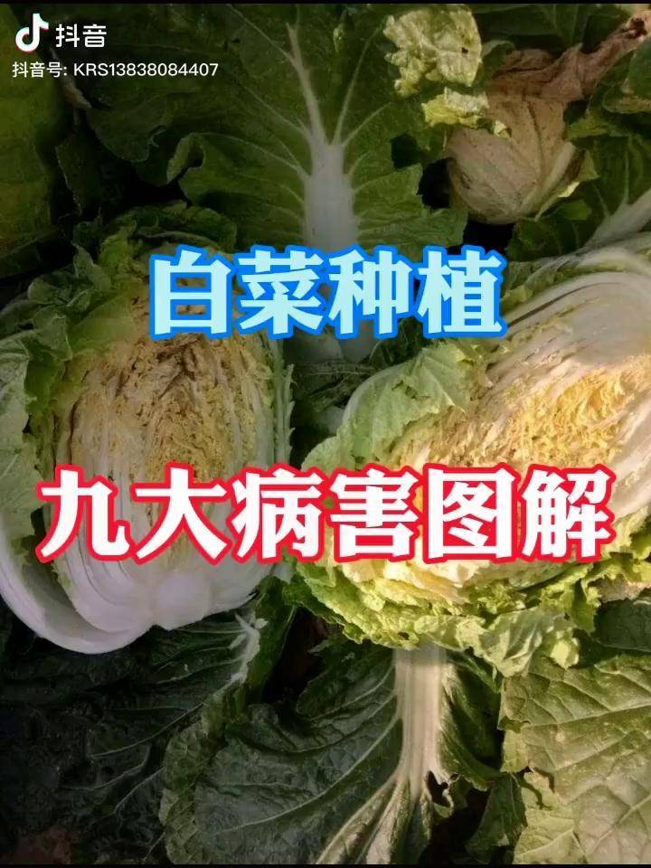 白菜病害植保图解白菜种植病虫害防治