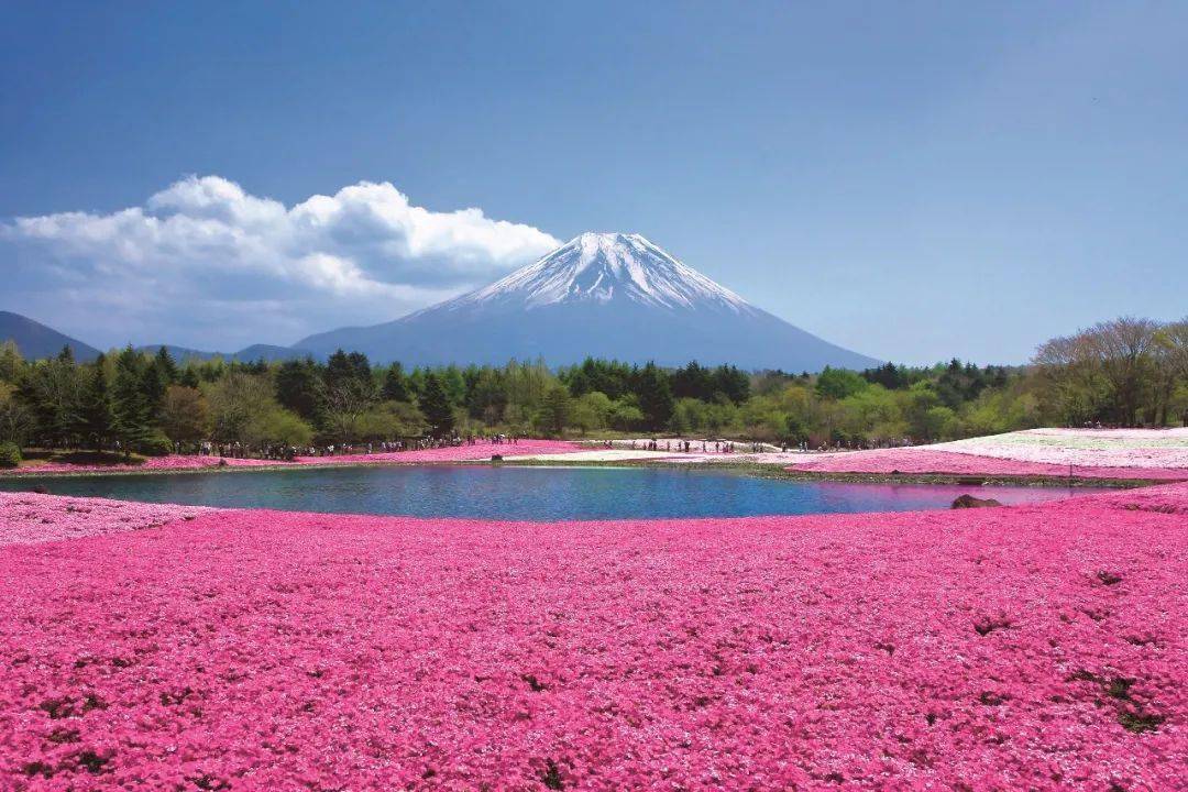 食材|颜值高、味道好，这里就是富士山下的美食天堂