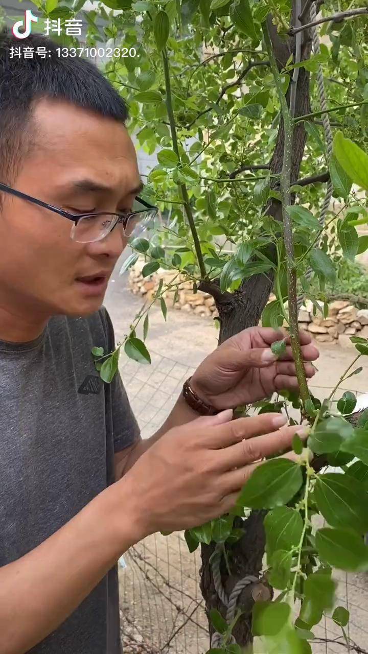 枣树的枣吊处理方式泽雨苗圃枣树修剪技术