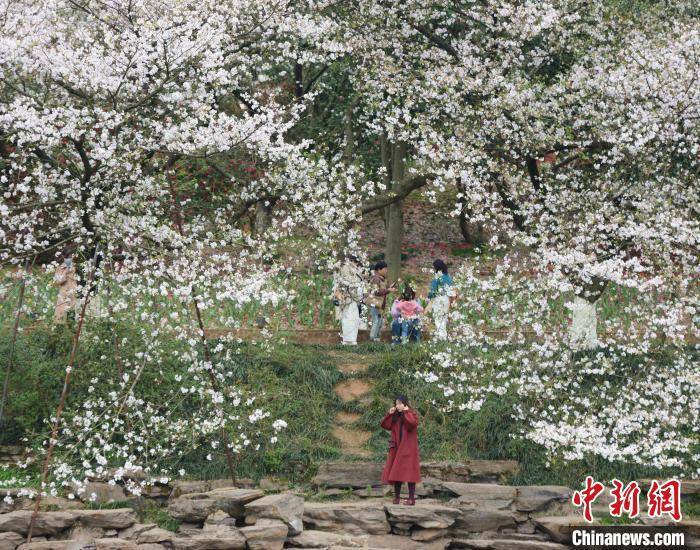 湖南省植物园樱花盛放 梦幻花海醉游人