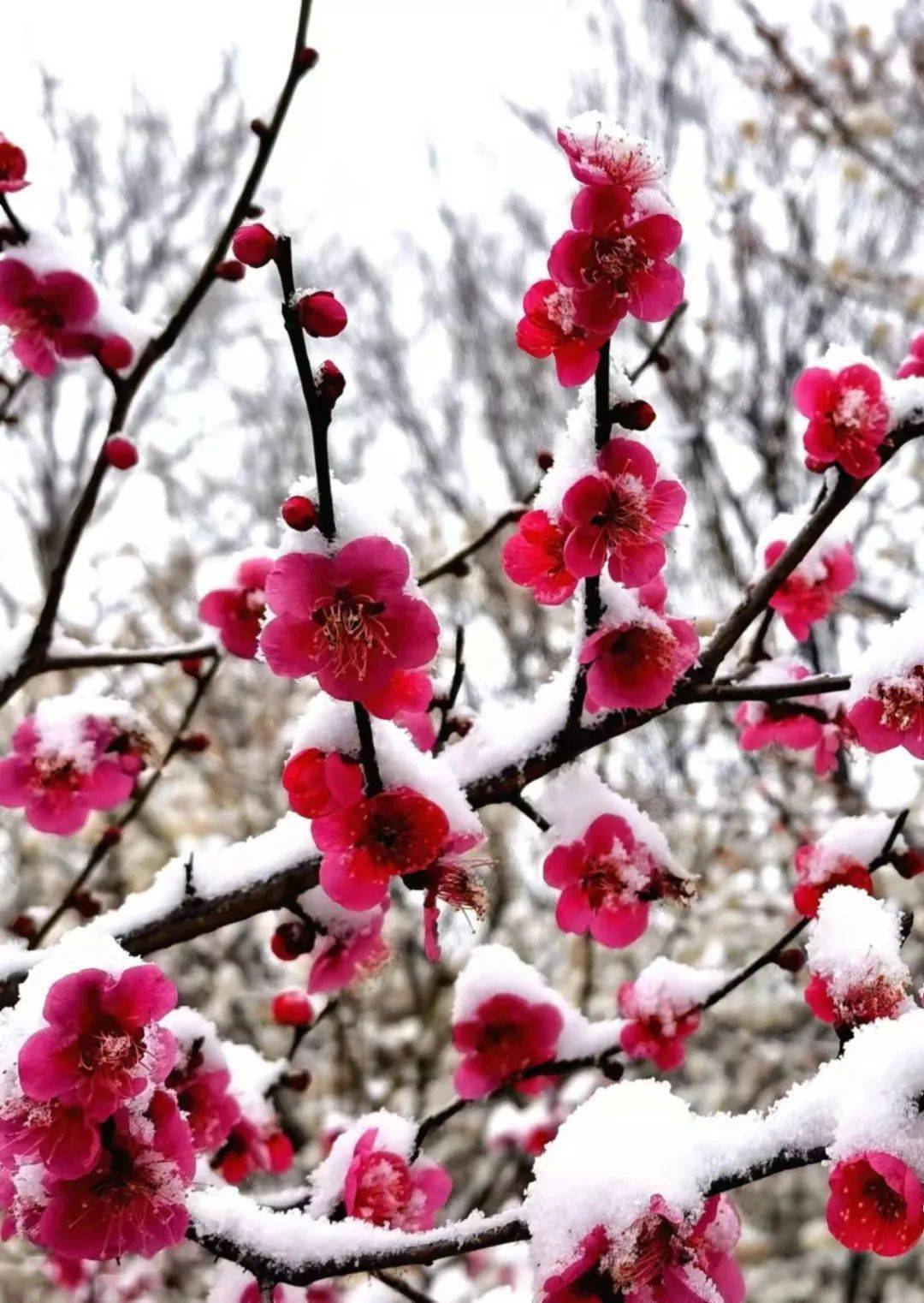 各色梅花傲立雪中,遒劲的花枝在雪中摇曳,宛如一幅美轮美奂的"踏雪