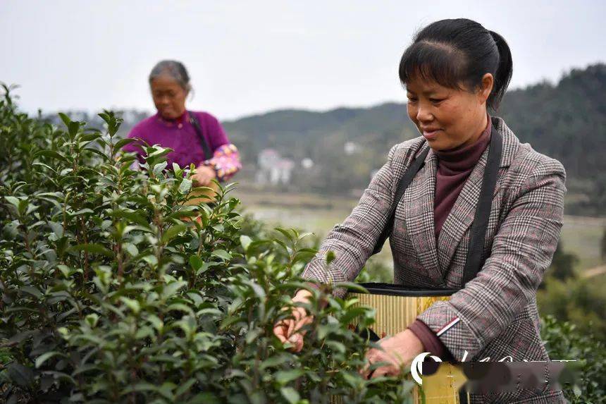 永新流转山场种白茶 村民采摘"黄金叶"_江西_芦溪乡_平丰村
