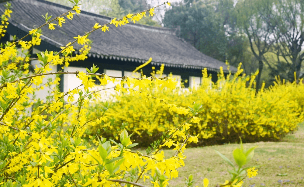 花花影城只想给你独家春日记忆莫要辜负这良辰美景