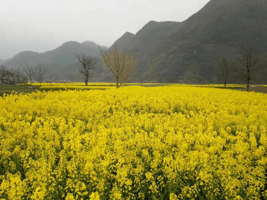 疫情|畅游花海赏美景，快来一饱眼福～